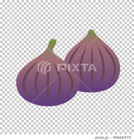 Vector illustration of figs Vector illustration of figs 94666970