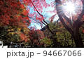 紅葉 94667066