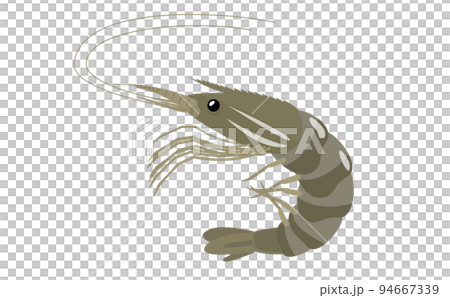 立体感のある加熱前の海老 ベクターイラスト素材 94667339