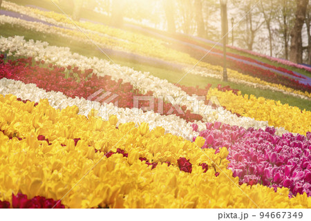 Colorful Tulips At Emirgan Park, Istanbul 94667349