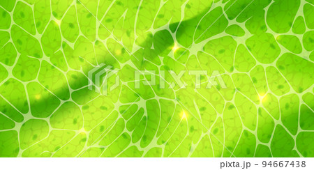 Abstract green wallpaper or plant cells with nuclears texture under a microscope seamless pattern 94667438
