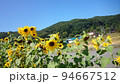 夏のひまわり 94667512