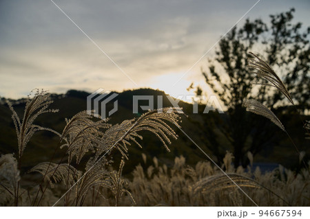秋の景色、ススキの草原 秋の景色、ススキの草原 94667594