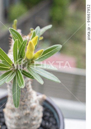 初夏に黄色い花がついた塊根植物 グラキリスの写真素材 [94667952] - PIXTA