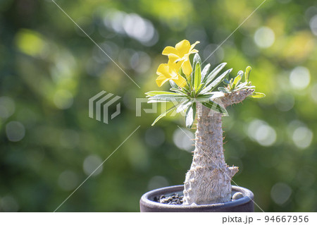 グラキリス】春から塊根！レア！手のひら型、蟹型 （塊根植物