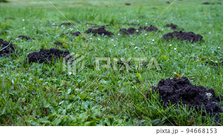 many fresh mole digs in a green meadow many fresh mole digs in a green meadow 94668153