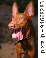 The young adult pharaoh hound breed dog walks in nature. Evening time grass field. 94668283