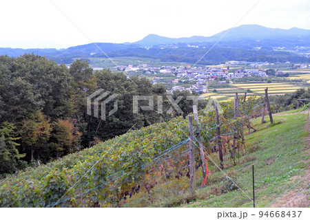 【長野県中野市】ワイナリーのブドウ畑 【長野県中野市】ワイナリーのブドウ畑 94668437