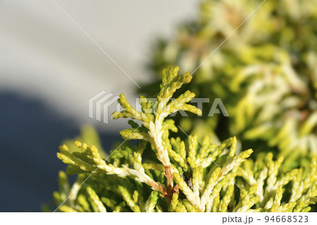 Hinoki cypress Butterball 94668523