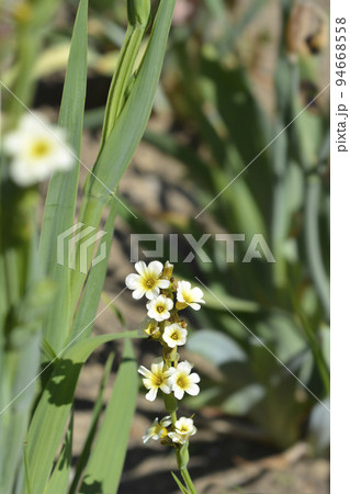 Pale Yellow-eyed Grass 94668558