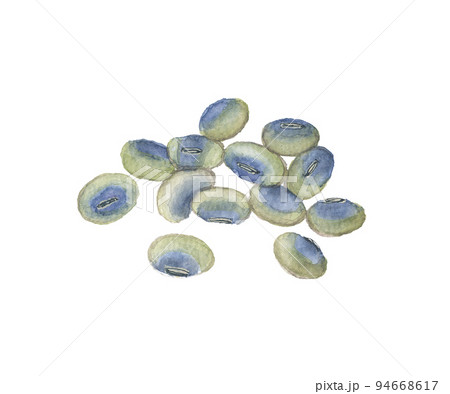 鞍掛豆　クラカケマメ 94668617