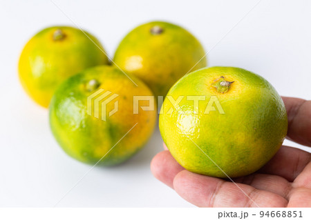 早生みかん 早生みかん 94668851