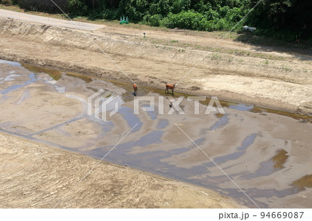 入間川河川敷を移動する鹿の家族 入間川河川敷を移動する鹿の家族 94669087