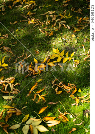 Fall foliage on green grass . First autumn falling leaves. Fall foliage on green grass . First autumn falling leaves. 94669125