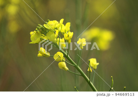 a Blooming dill garden or smelly, smelly grass yellow flower a Blooming dill garden or smelly, smelly grass yellow flower 94669513