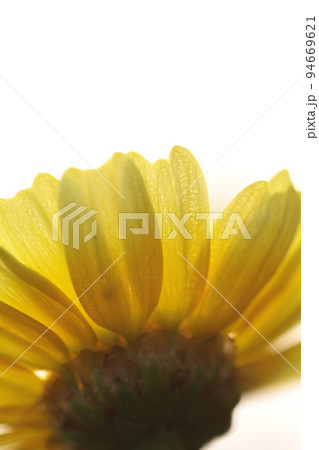 a daisy flowers on back ground of the season landscape. 94669621