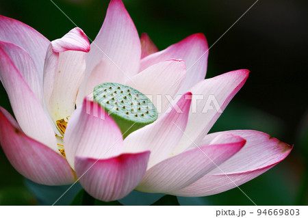 a Lotus flower and Lotus flower plants a Lotus flower and Lotus flower plants 94669803