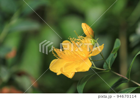 a flower at the park with nature background a flower at the park with nature background 94670114