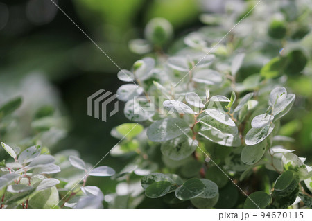 the Green plant leaf background, nature concept the Green plant leaf background, nature concept 94670115