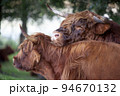 Scottish highland bull leaning on a Scottish highland cow 94670132