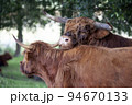 Scottish highland bull leaning on a Scottish highland cow 94670133