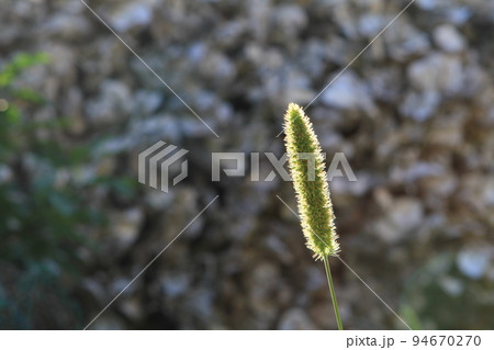 the Summer tall grass and Spikes on the lawn are lit backlit sun. 94670270