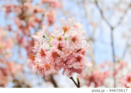桜 さくら サクラ 94670617