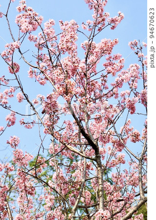 桜 さくら サクラ 94670623