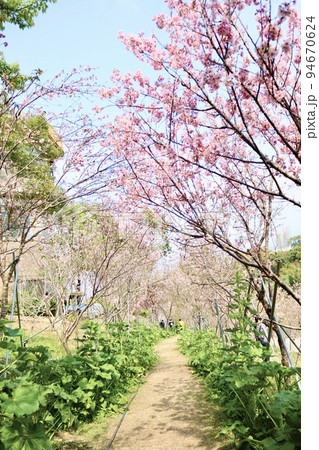 桜 さくら サクラ 94670624