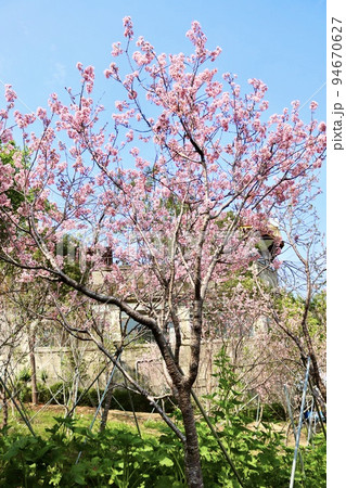 桜 さくら サクラ 94670627