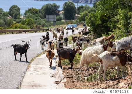 Small flock of local goats, following usual route Small flock of local goats, following usual route 94671158