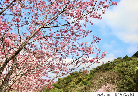 桜 さくら サクラ 94671661