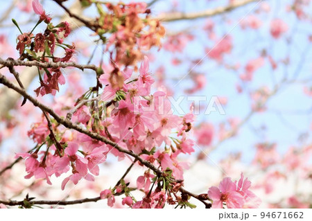 桜 さくら サクラ 94671662