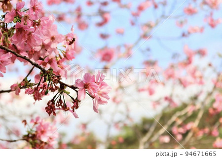 桜 さくら サクラ 94671665