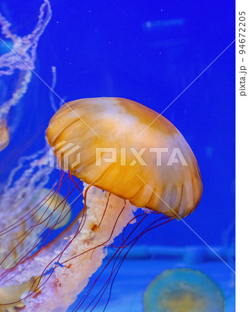 Close up shot of jellyfish swimming 94672205