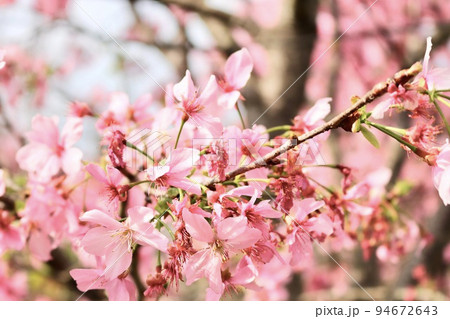 桜 さくら サクラ 94672643