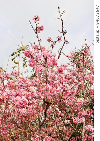 桜 さくら サクラ 94672647