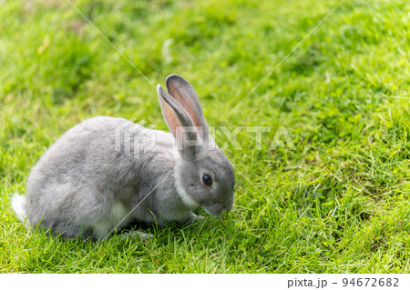 かわいいグレーのうさぎ かわいいグレーのうさぎ 94672682