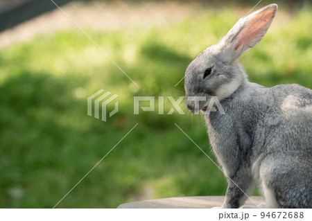 かわいいグレーのうさぎ 94672688