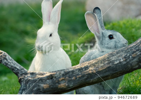 かわいいうさぎ、白とグレー 94672689