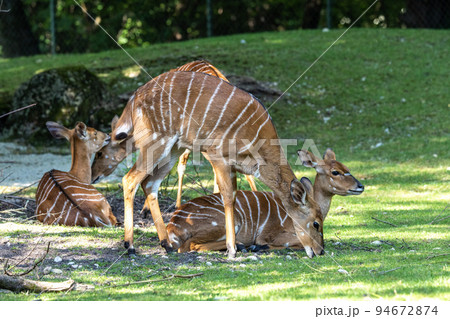 Nyala Antelope - Tragelaphus angasii. Wild life animal. Nyala Antelope - Tragelaphus angasii. Wild life animal. 94672874