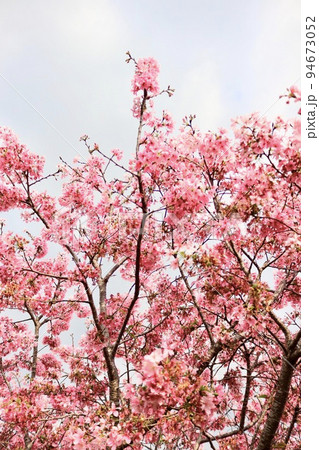 桜 さくら サクラ 94673052