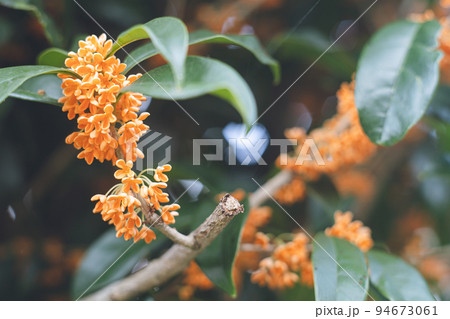 日本の秋10月ごろに咲き始める香りの強い可愛い金木犀 キンモクセイの花 94673061