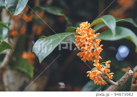 日本の秋10月ごろに咲き始める香りの強い可愛い金木犀 キンモクセイの花 94673062