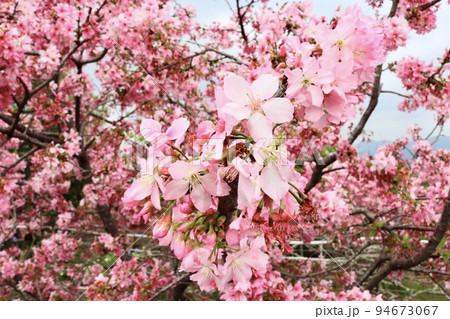 桜 さくら サクラ 94673067