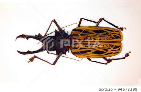 Beetle isolated on white. Giant longhorn beetle with giant jaws Macrodontia cervicornis. Collection beetles, cerambycidae, entomology, insects. 94673399