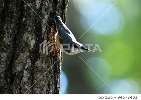 黒姫高原　に住むゴジュウカラ 94673403
