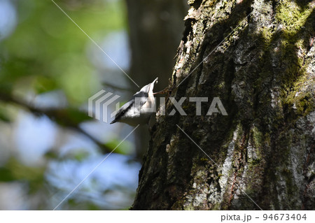 黒姫高原　に住むゴジュウカラ 94673404