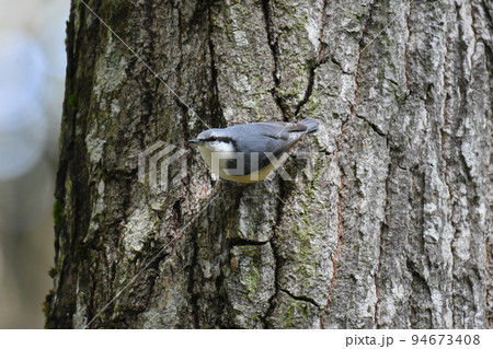 黒姫高原 に住むゴジュウカラ 黒姫高原 に住むゴジュウカラ 94673408