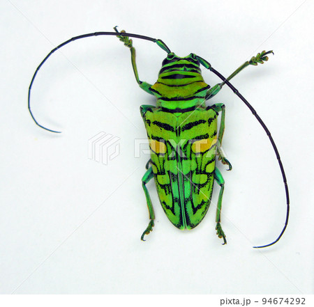 Beetle isolated on white. Longhorn beetle bright green color Sternotomis amabilis from Cameroon close up. Collection beetles. Cerambycidae. Coleoptera. Insects. Entomology Beetle isolated on white. Longhorn beetle bright green color Sternotomis amabilis from Cameroon close up. Collection beetles. Cerambycidae. Coleoptera. Insects. Entomology 94674292